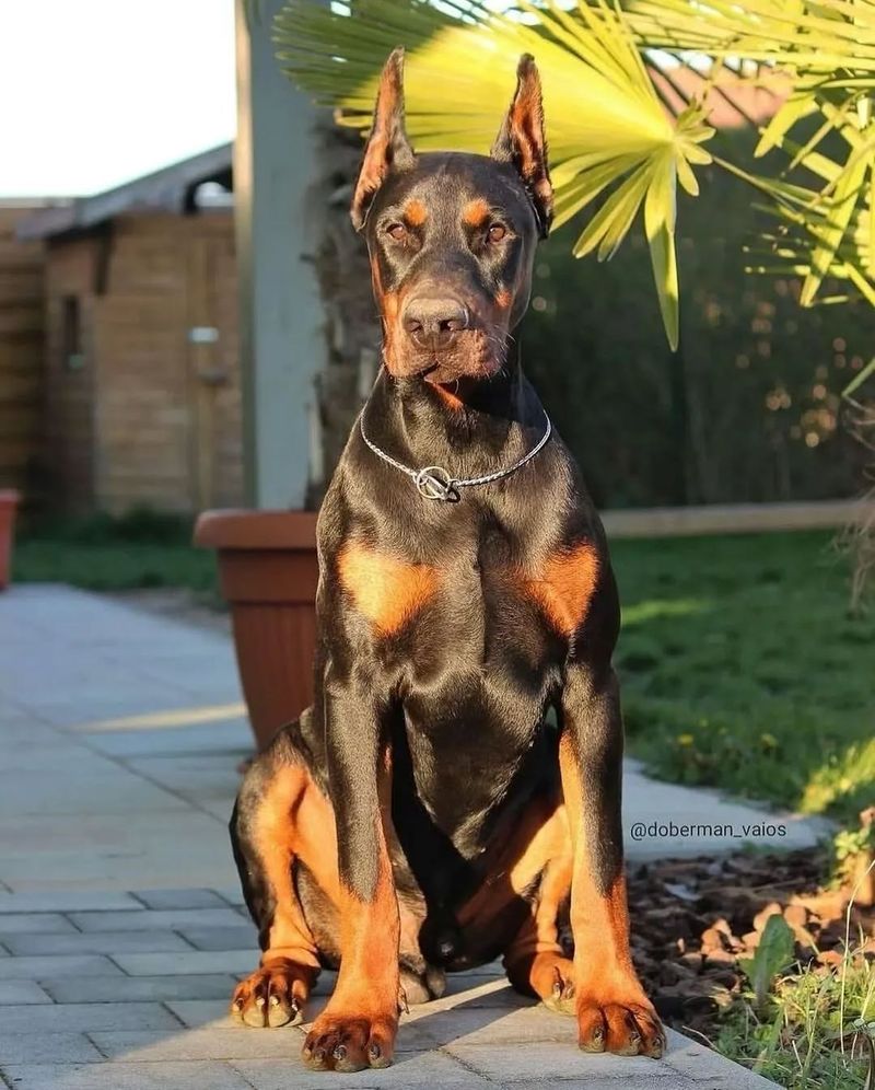 Doberman Pinscher