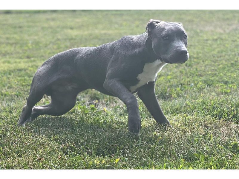 American Staffordshire Terrier