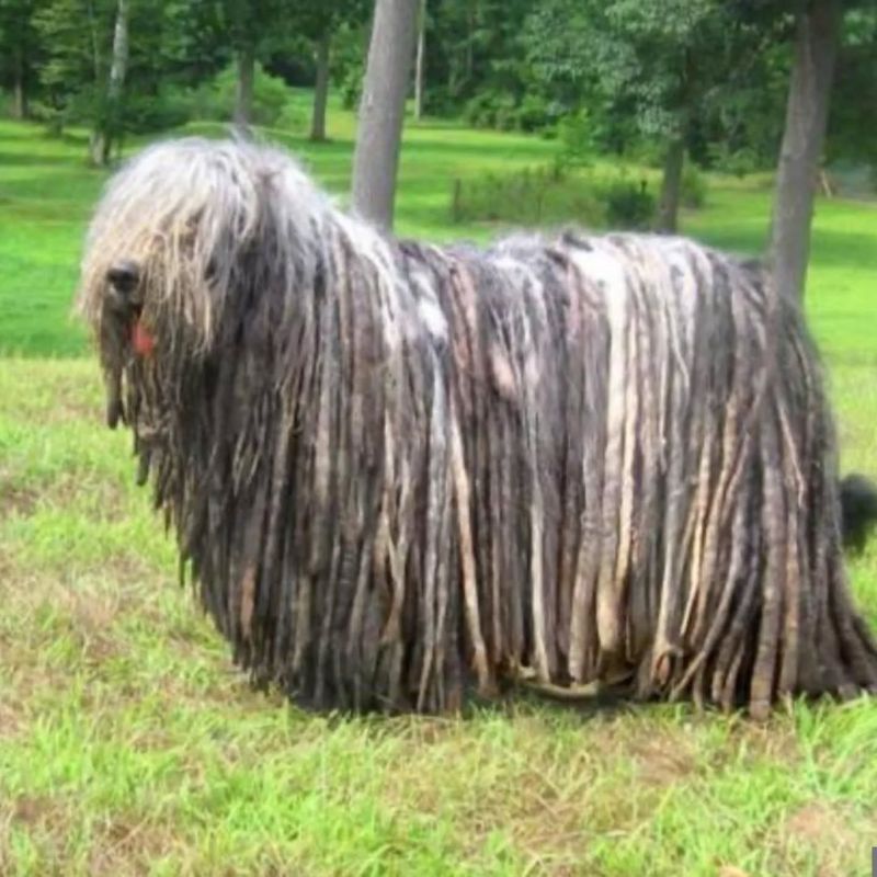 Bergamasco Sheepdog