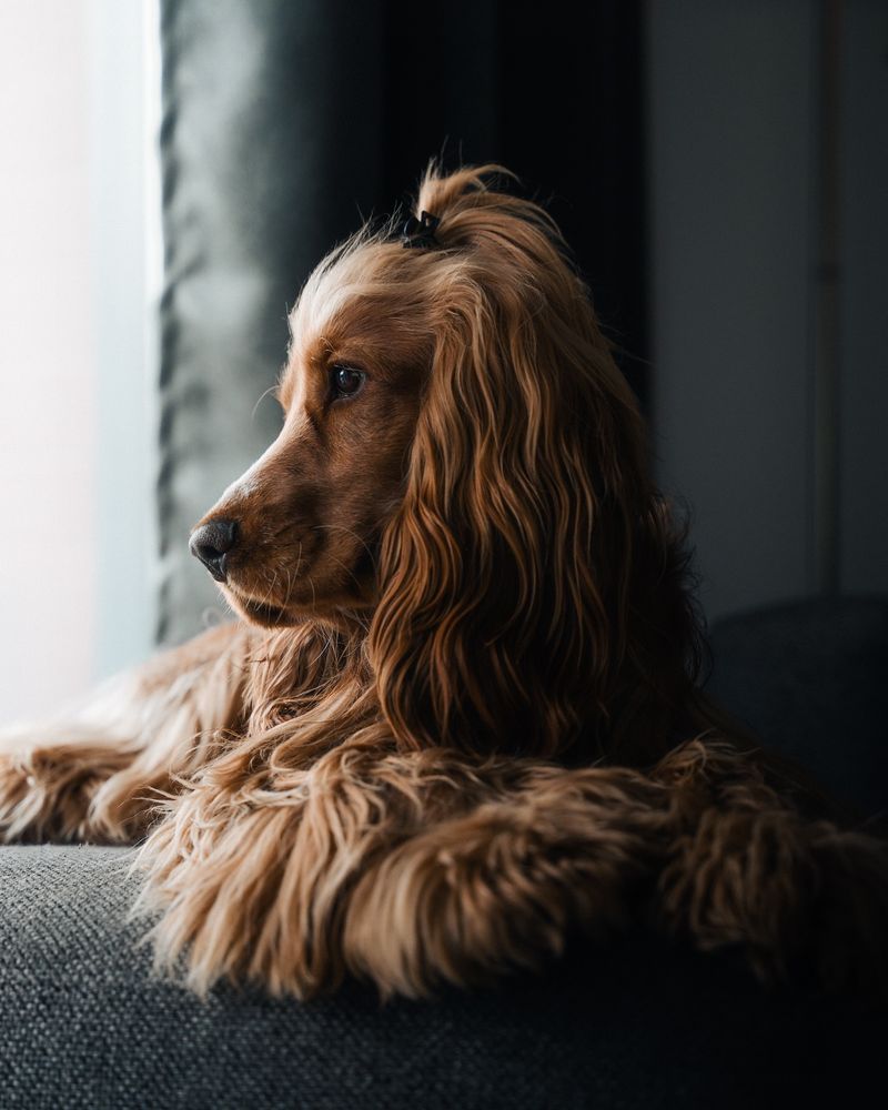 Cocker Spaniel