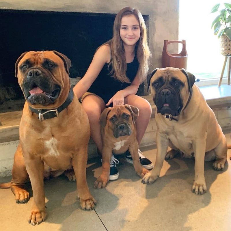 Bullmastiff