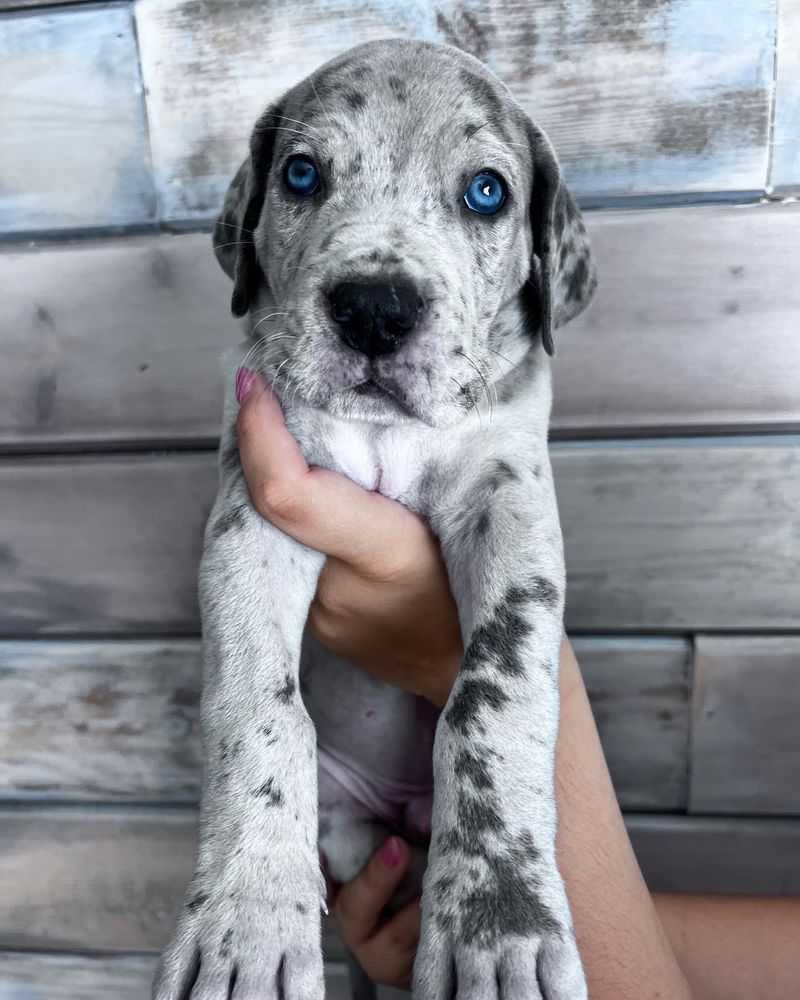 Great Dane