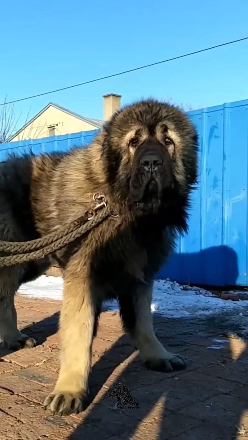 Caucasian Shepherd