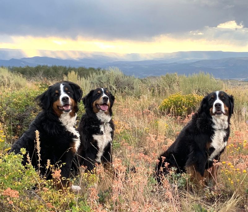 Bernese Mountain Dog