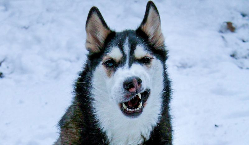Siberian Husky