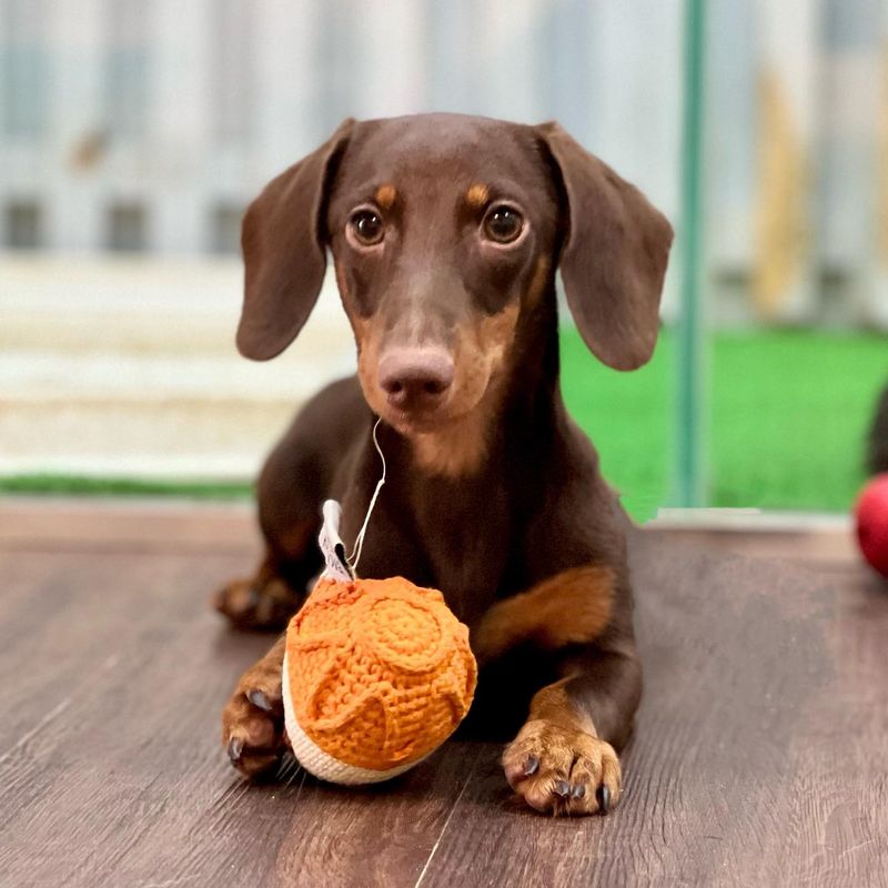 Dachshund