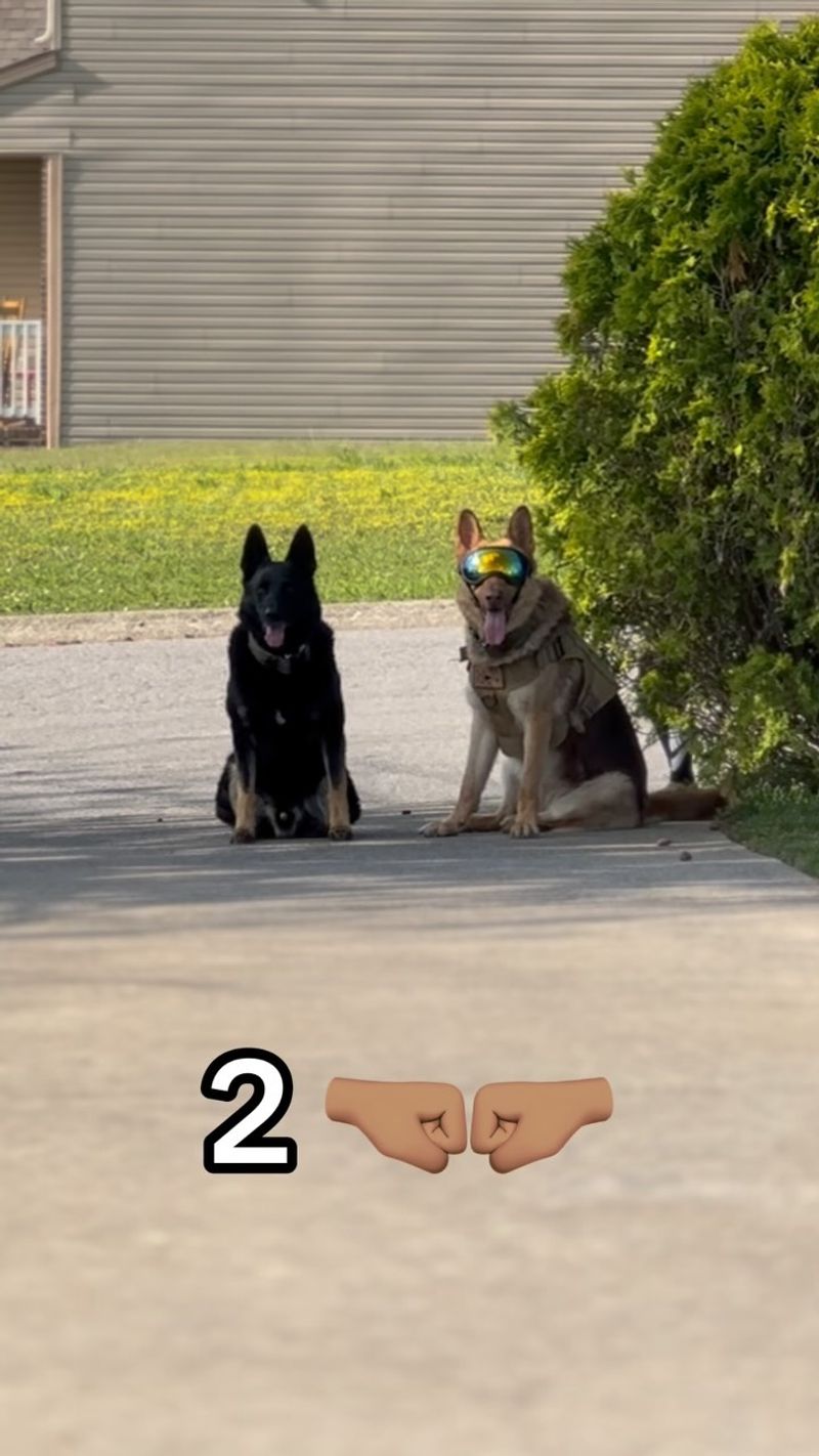 German Shepherd
