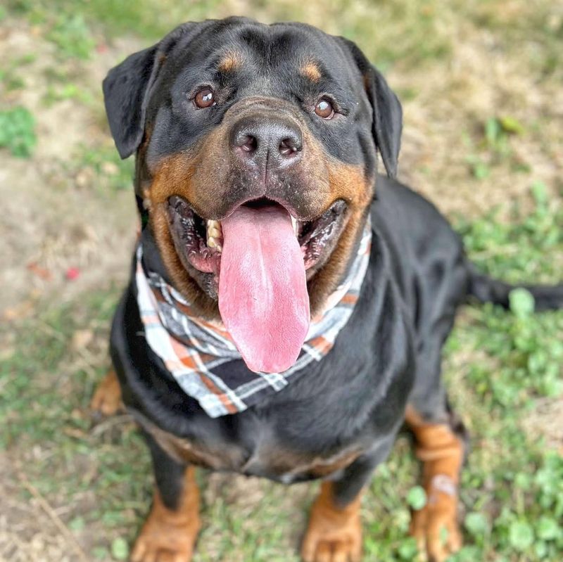 Rottweiler