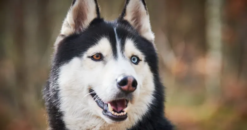 Siberian Husky