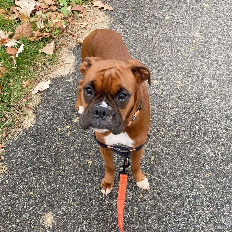 Boxer