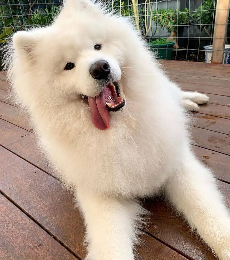 Samoyed