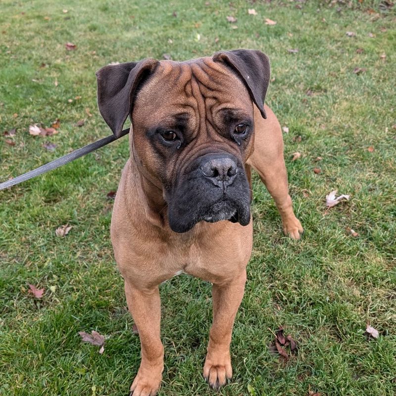 Bullmastiff