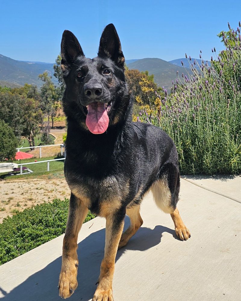 German Shepherd