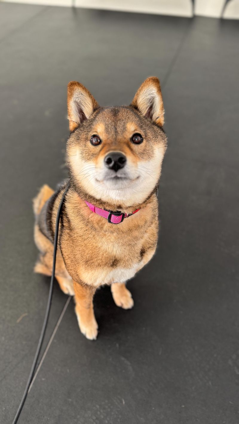 Shiba Inu