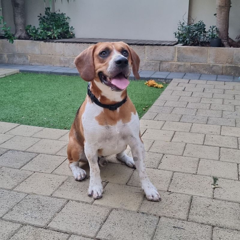 Beagle