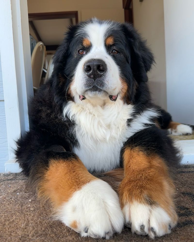 Bernese Mountain Dog