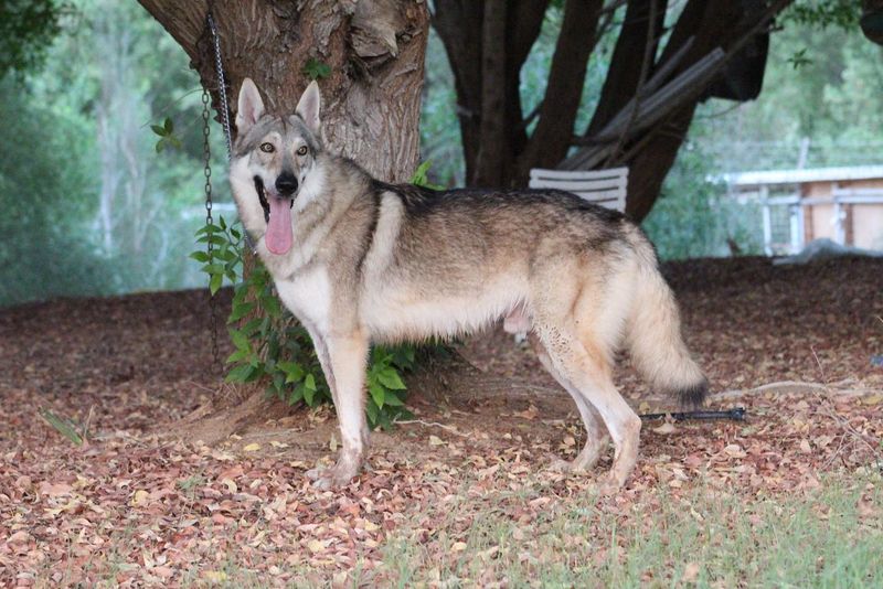 Czechoslovakian Wolfdog