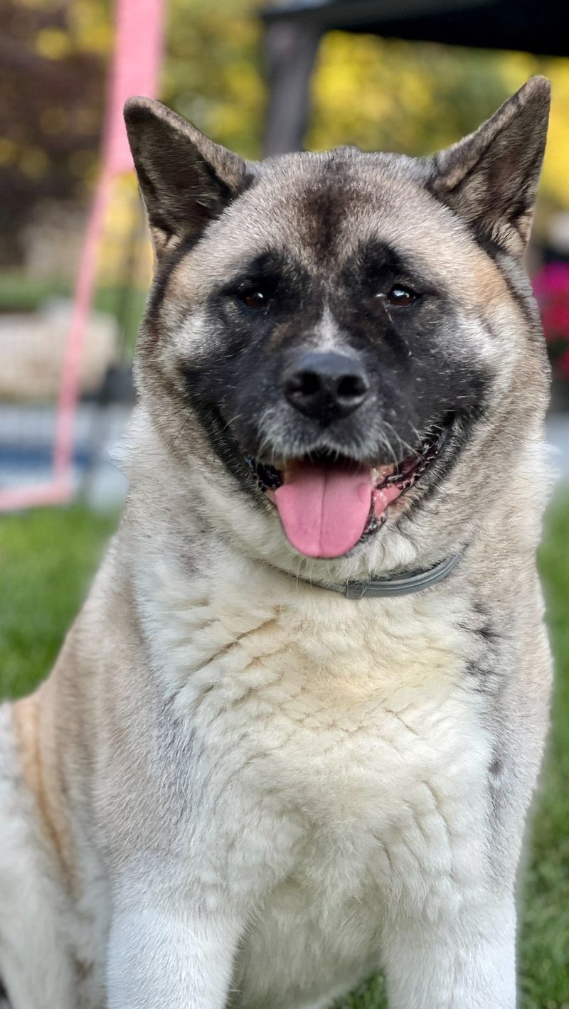 Akita