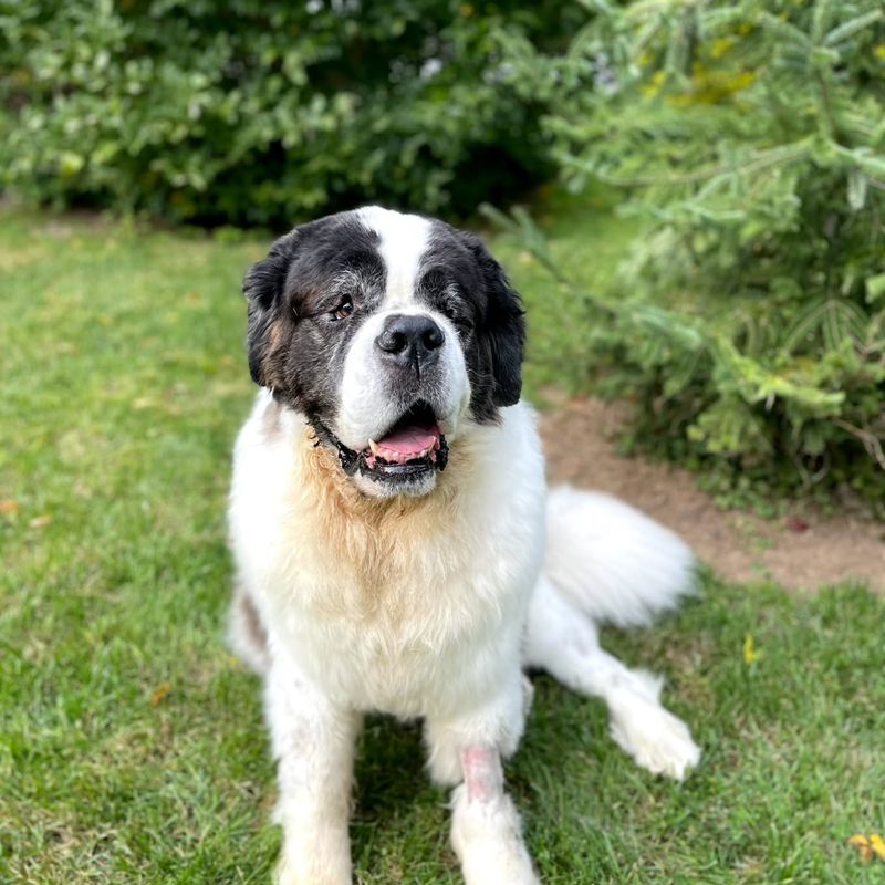 Saint Bernard