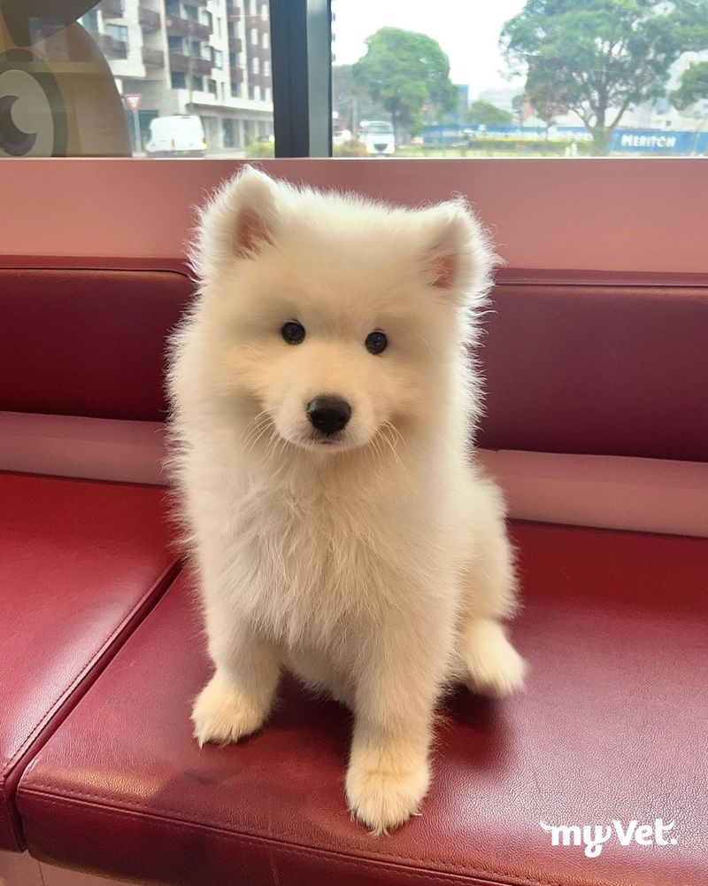 Samoyed