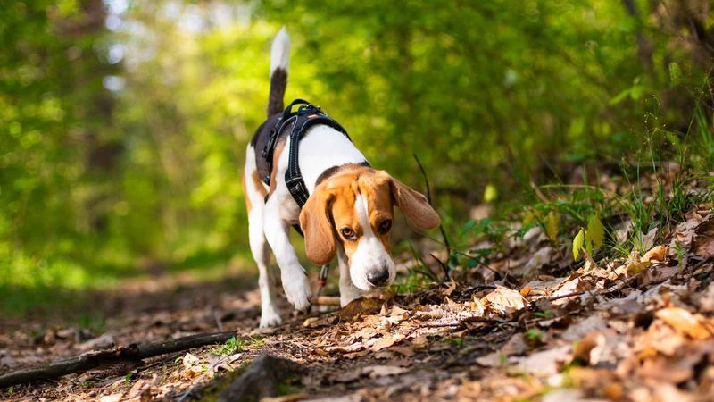 Beagle