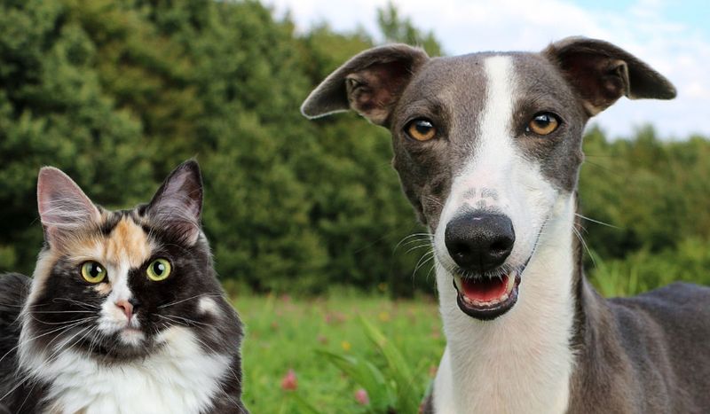 Whippet