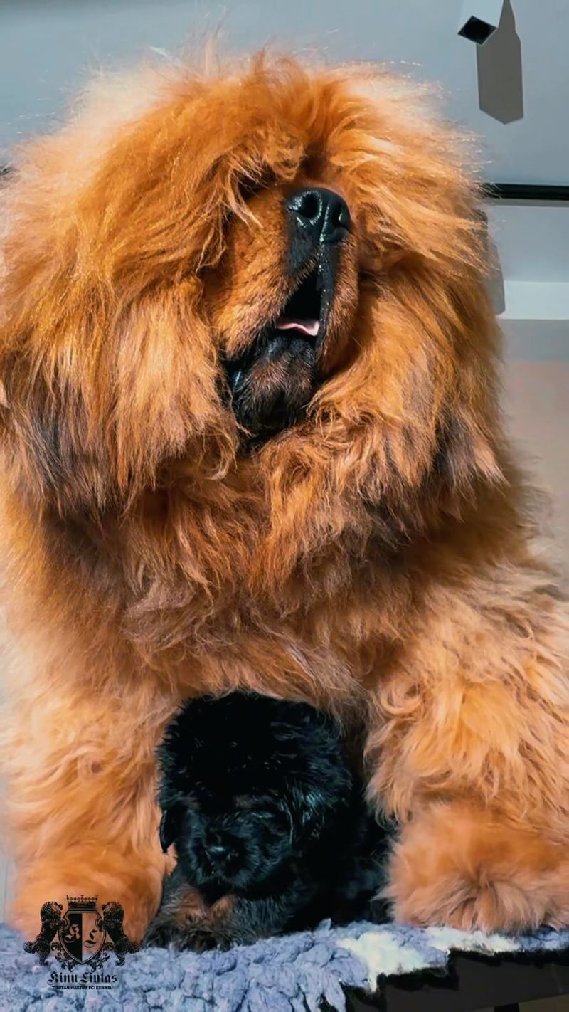 Tibetan Mastiff