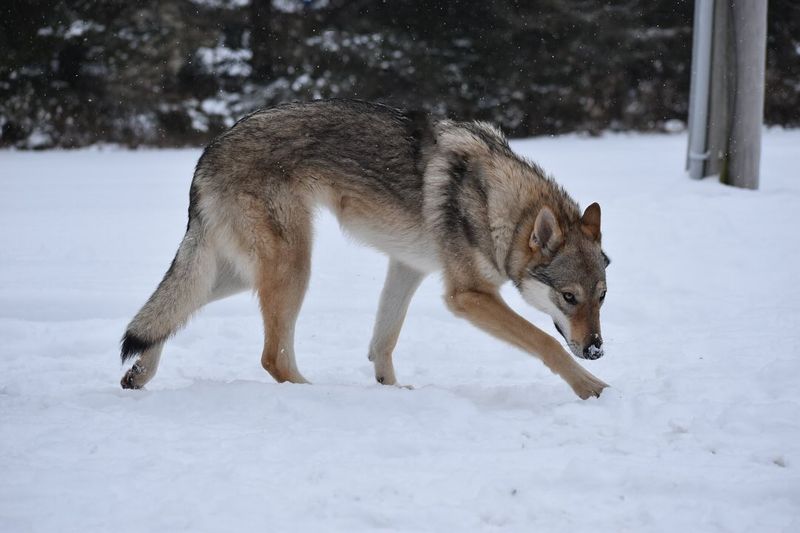 Czechoslovakian Wolfdog