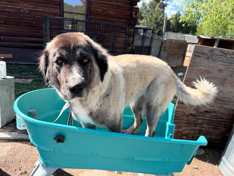 Anatolian Shepherd