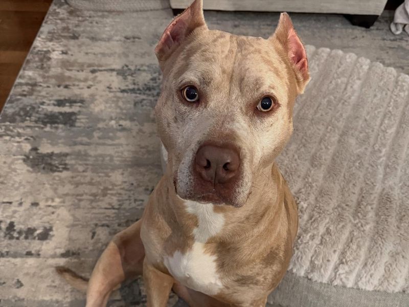 Pit Bull Terrier