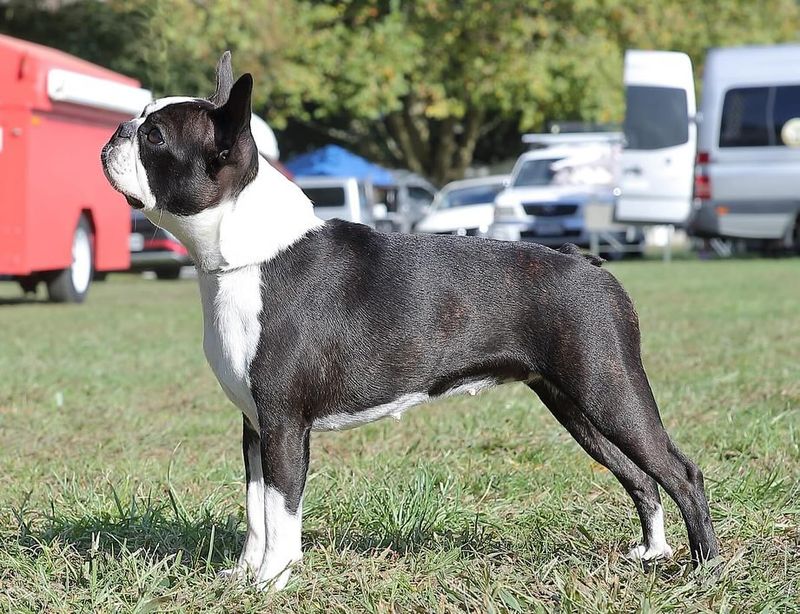 Boston Terrier