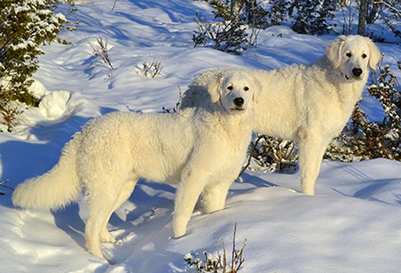 Kuvasz