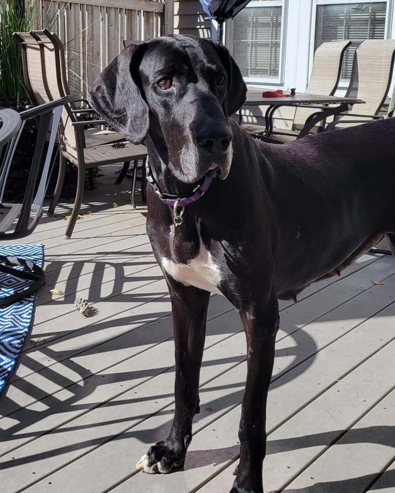 Great Dane