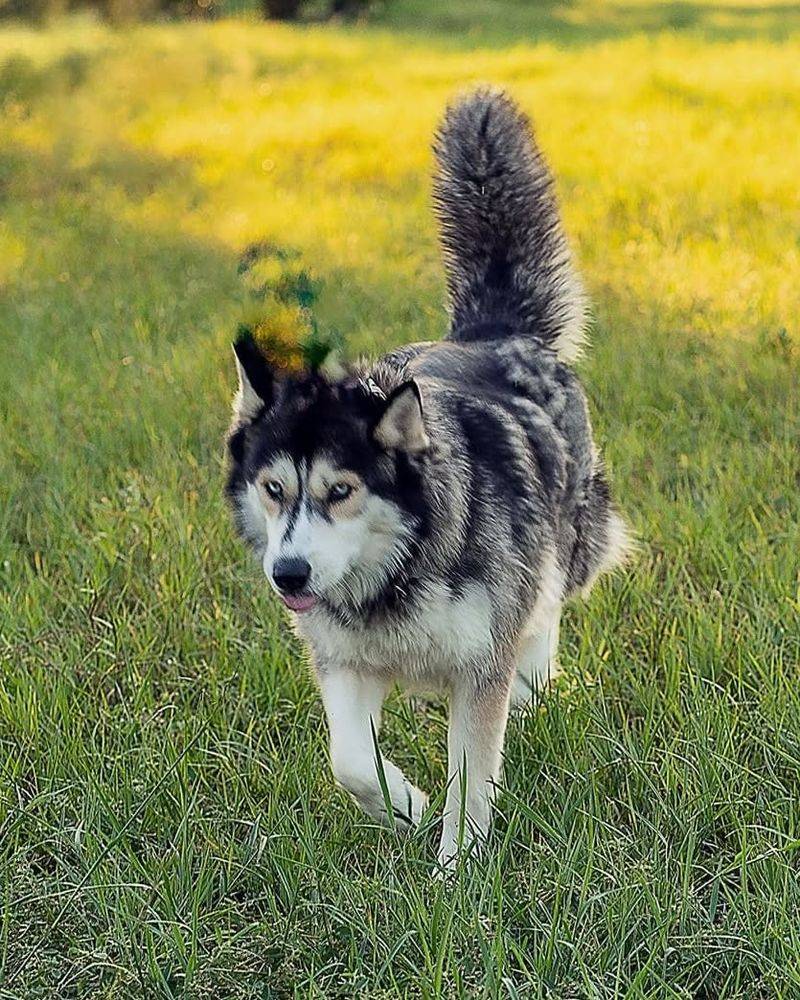 Siberian Husky