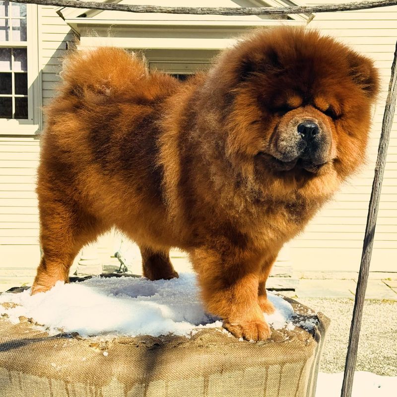 Chow Chow