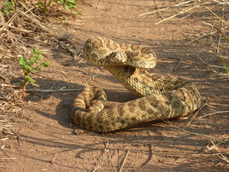 Rattlesnake