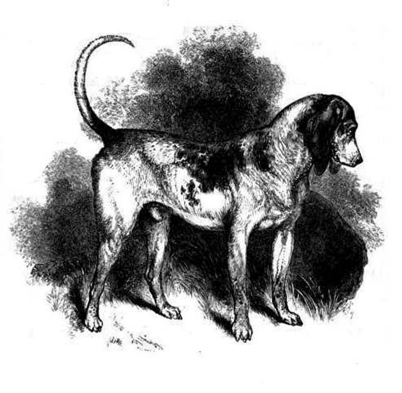 Talbot Hound