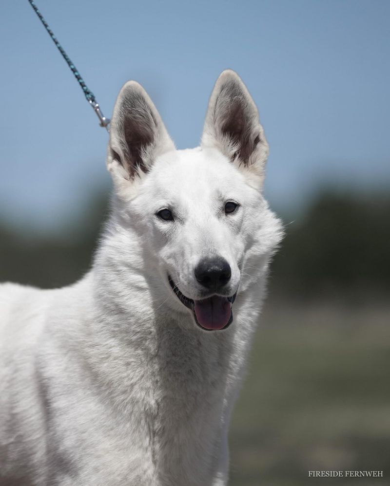 Swiss White Shepherd