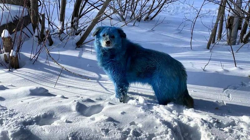 Unique Coat Colors