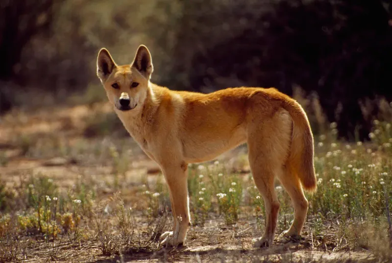 Dingoes of Australia