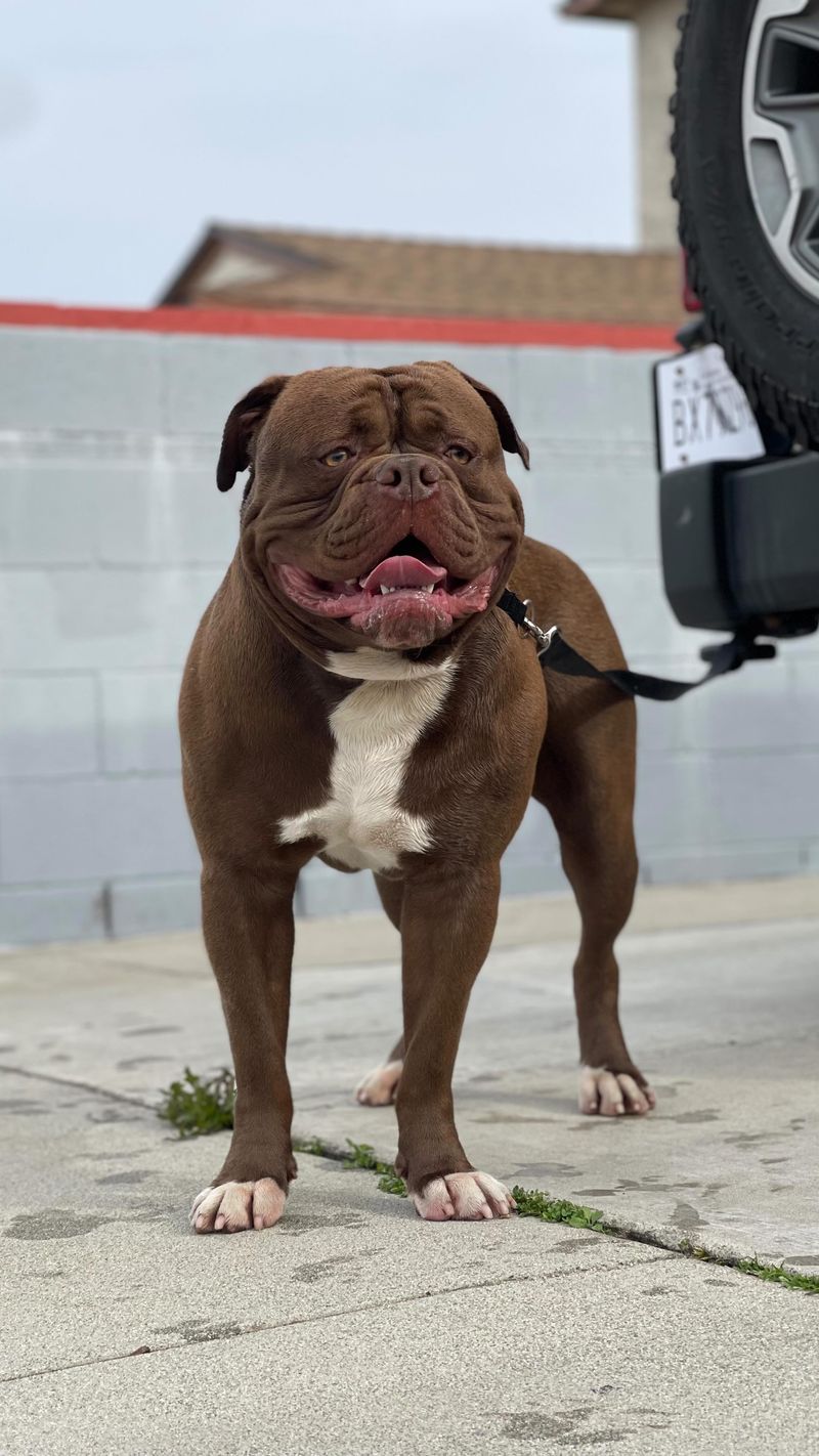 Renascence Bulldogge