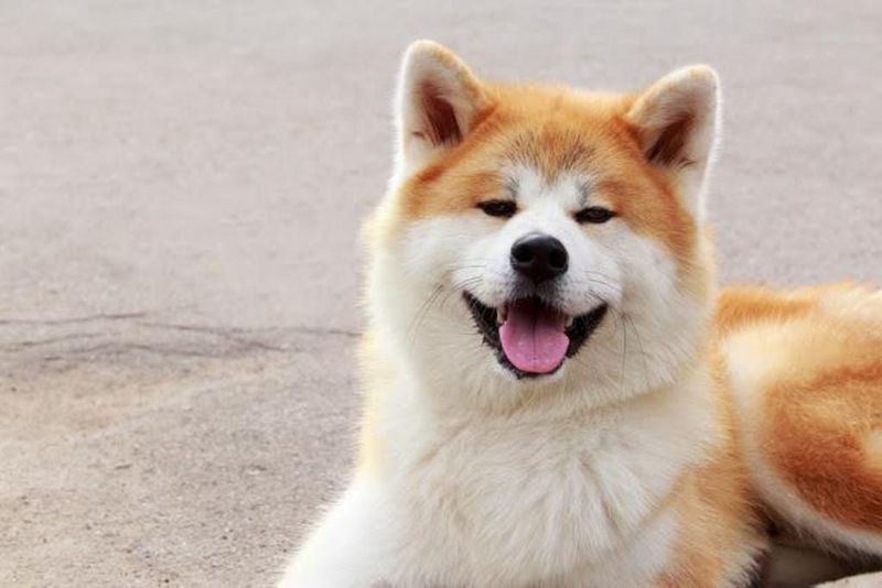 Japanese Akita