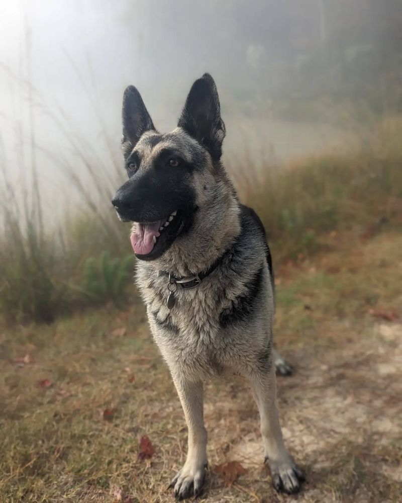 East European Shepherd