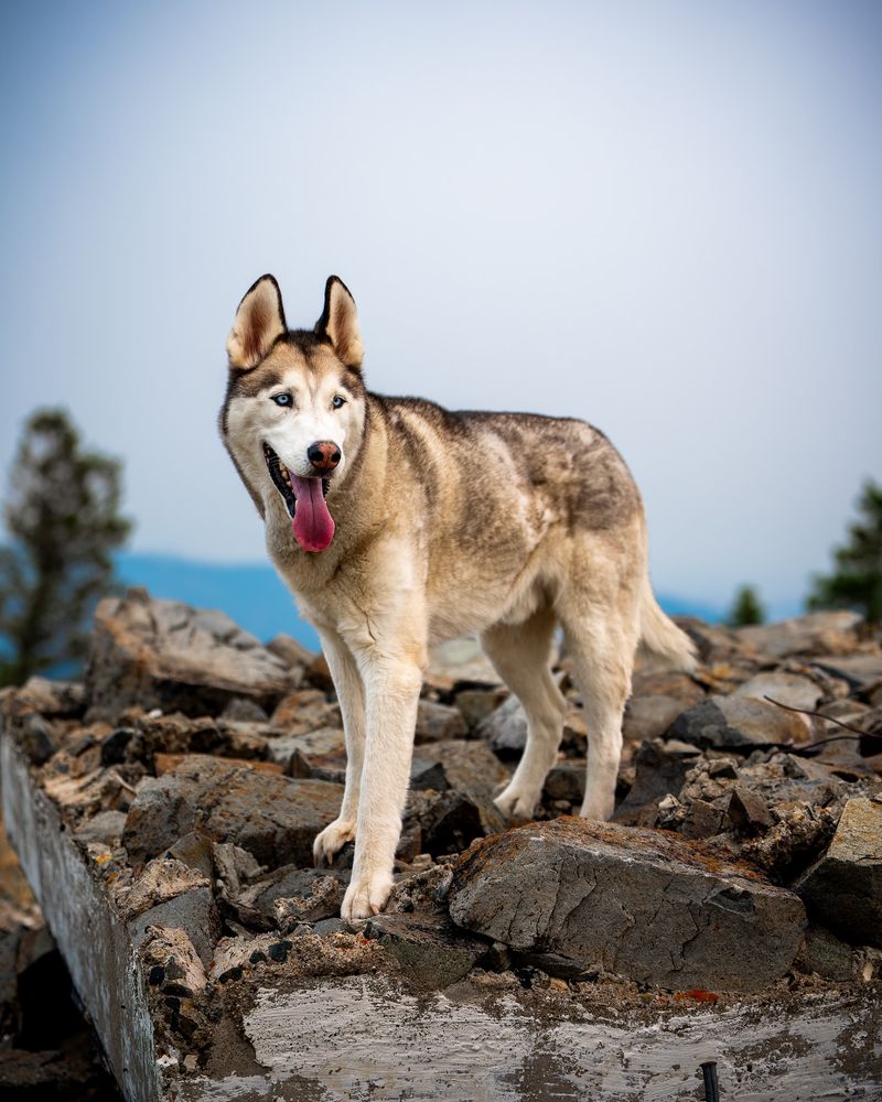 Northern Inuit Dog