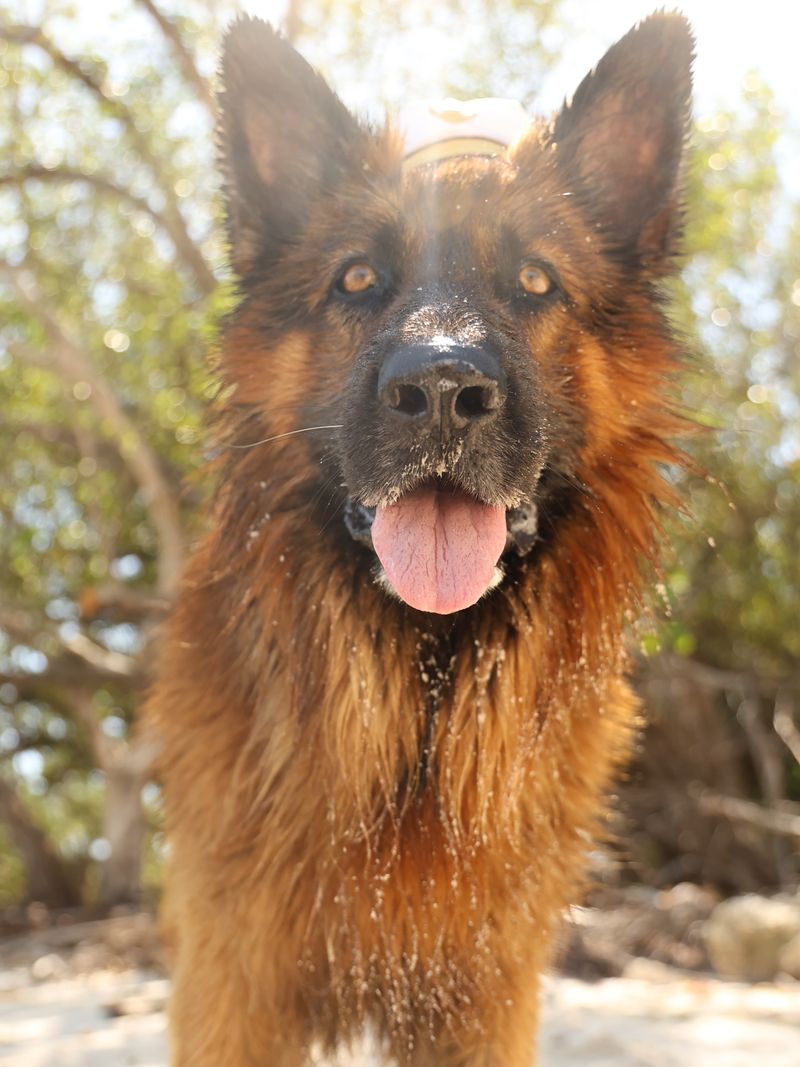 German Shepherd