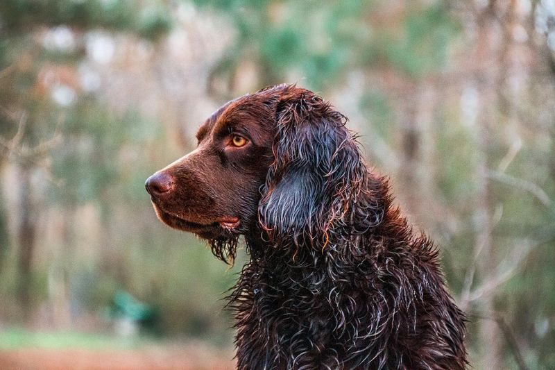 Boykin Spaniel