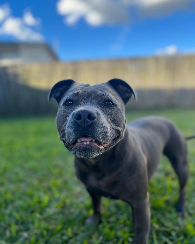 Staffordshire Bull Terrier