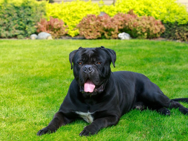 Cane Corso