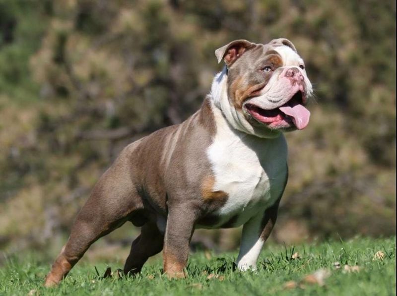 Olde English Bulldogge