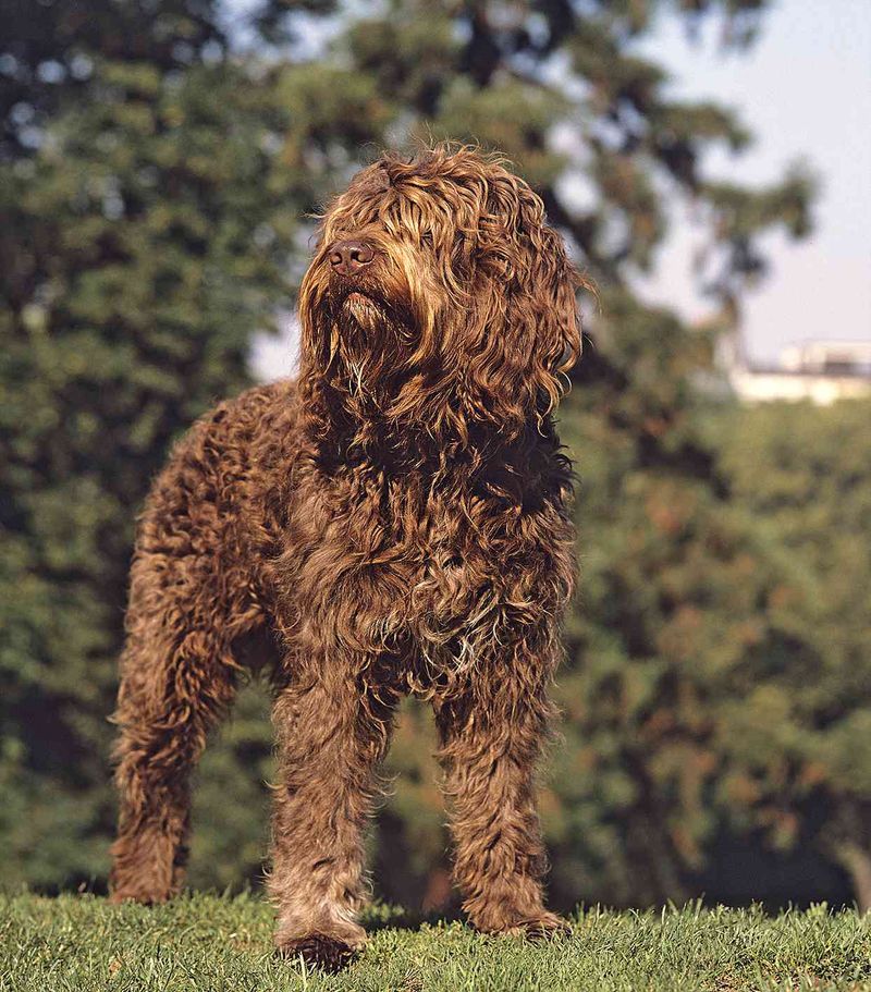 Barbet